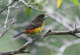 Flame-rumped Tanager